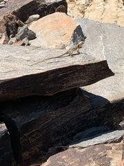 Crotaphytus vestigium