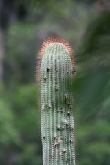 Cephalocereus