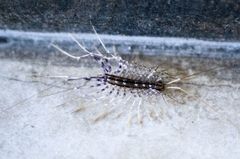 Scutigera coleoptrata