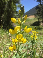 Thermopsis montana