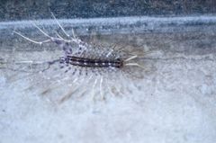 Scutigera coleoptrata
