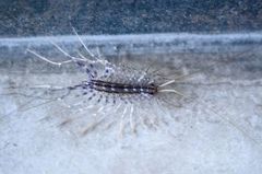 Scutigera coleoptrata