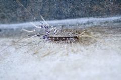 Scutigera coleoptrata