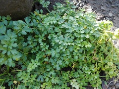 Apium prostratum filiforme