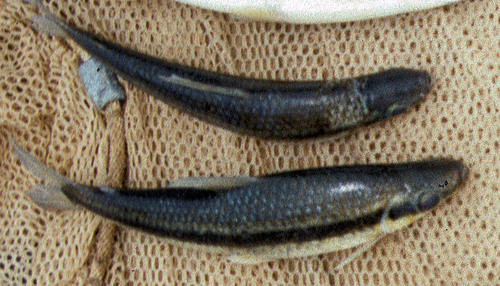 Banded headstander (Laemolyta taeniata) — Anostomidae — 3