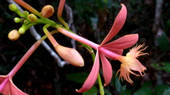 Epidendrum cinnabarinum