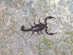 Pseudouroctonus reddelli