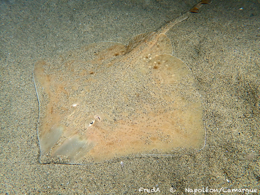 Starry Ray