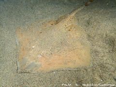 Starry Ray photo 1