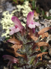 Pedicularis hirsuta