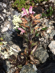 Pedicularis hirsuta