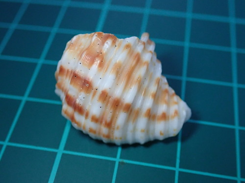 Cantharus elegans, 2024-06-08