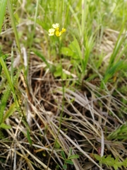 Draba sibirica