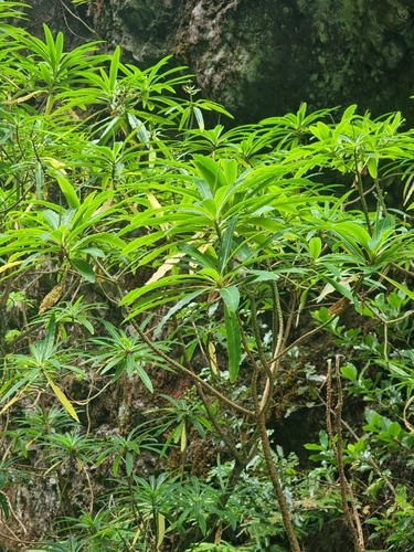 Image of Euphorbia mellifera by (c) Vítor Jorge, some rights reserved (CC BY)