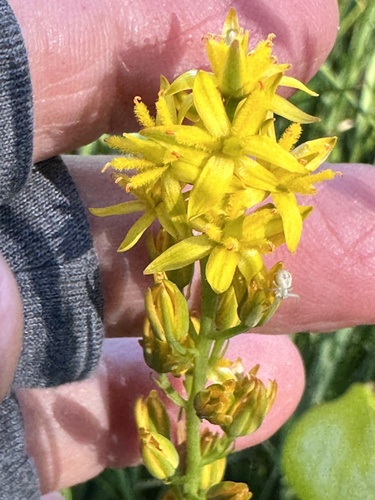 California bog asphodel (Narthecium californicum)