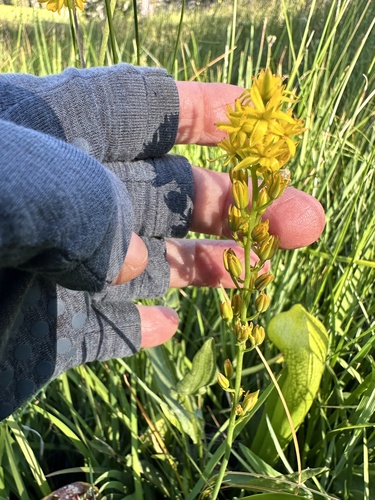 Image of Narthecium californicum by no rights reserved
