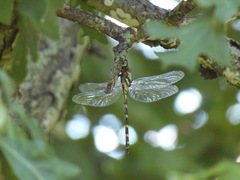 Cordulegaster erronea