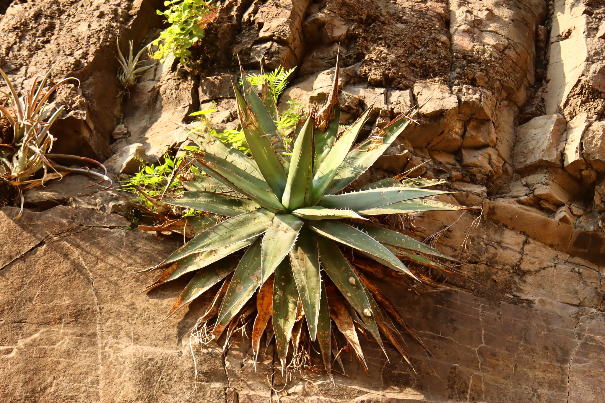 Agave arcedianoensis