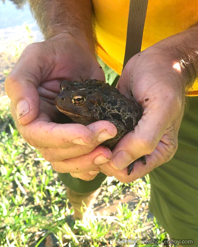 Western Toad in July 2023 by Chris Carvalho. On the shore of Anvil Lake ...