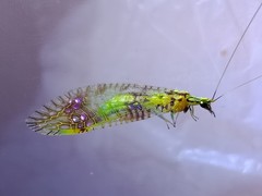 Glenochrysa