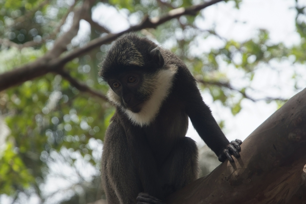 White-Throated Guenon