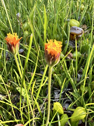 Image of Raillardella pringlei by no rights reserved