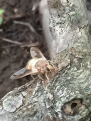 Goniops chrysocoma