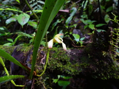 Maxillaria porrecta