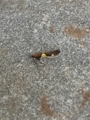 Caloptilia bimaculatella