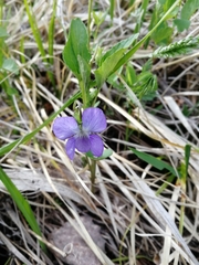 Viola elatior