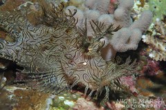 Lacy Scorpionfish photo 5