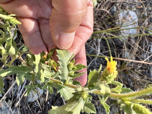 Image of Hazardia whitneyi by no rights reserved