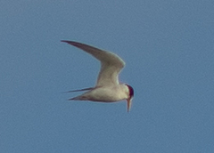 Sternula antillarum browni