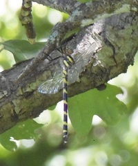 Cordulegaster erronea