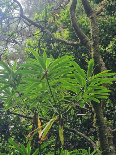 Image of Euphorbia mellifera by (c) Vítor Jorge, some rights reserved (CC BY)