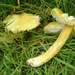 Hygrocybe citrinovirens - Photo (c) licensed media from BioImages DwCA without owner,  זכויות יוצרים חלקיות (CC BY-NC-SA)