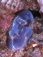 Asterocarpa coerulea