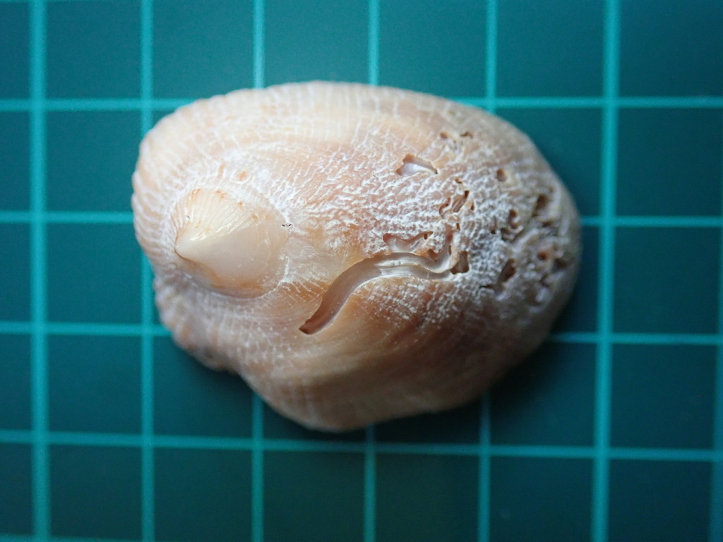 Crucibulum lignarium