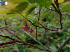 Vaccinium alaskaense
