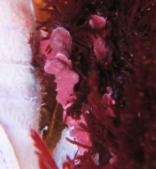 Titanoderma pustulatum