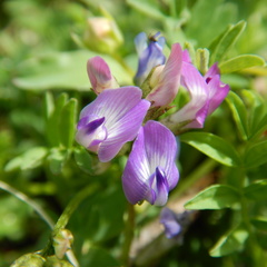 Astragalus bodinii