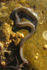 Phyllodocida