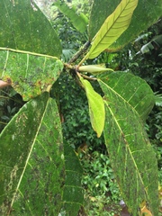 Image of Ficus macbridei