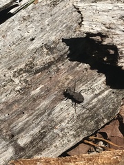 Apterodela unipunctata