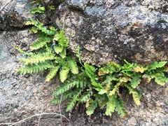 Polypodium saximontanum