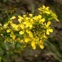 Erysimum coarctatum
