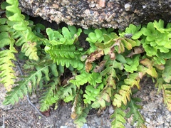 Polypodium saximontanum