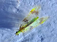 Glenochrysa