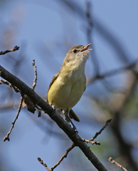Vireo bellii bellii