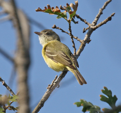 Vireo bellii bellii